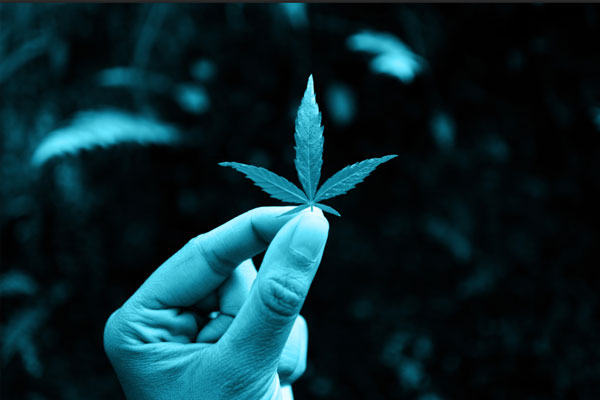 canadian cannabis panel